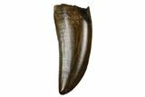 Serrated Tyrannosaur Tooth - Judith River Formation #184597-1